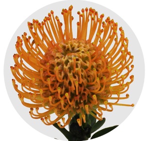 Протея Нутан Айоба оранж (Ayoba Orange)