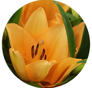 Лилия азиатская Салмон классик (Salmon Classic)