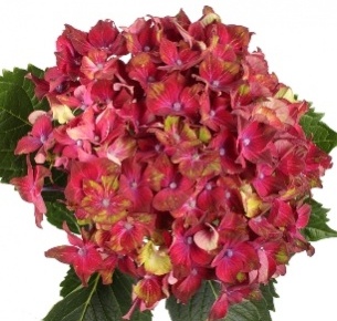 Гортензия красно-зеленая