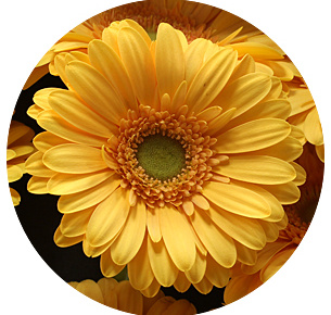 Гербера Манго (Mango)