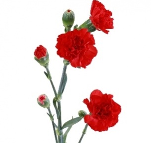 Гвоздика кустовая красная