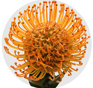 Протея Нутан Солей (Soleil)