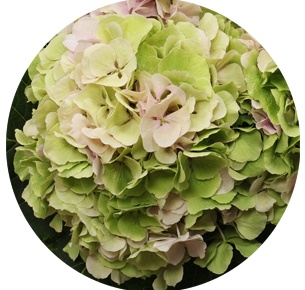 Гортензия зелено-розовая