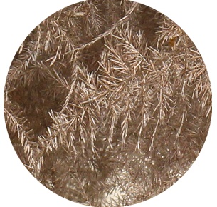 Аспарагус перистый крашеный шампань (Asparagus plumosus painted champagne)