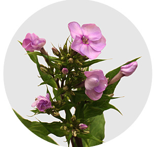 Флокс Брайт Мисси (Bright Missy)