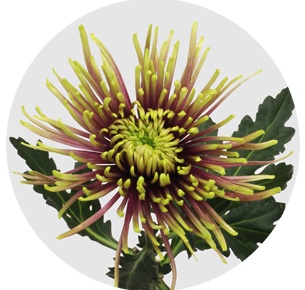 Хризантема одноголовая Тула (Tula)