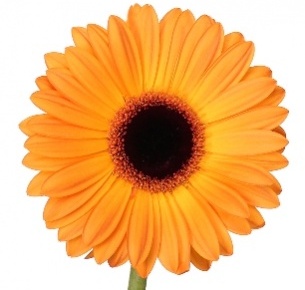 Гербера Голден Сирена (Golden Serena)