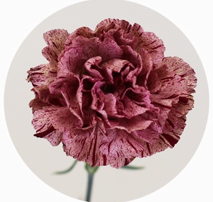 Гвоздика стандарт микс 8