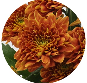 Хризантема кустовая Бартоли (Bartoli)