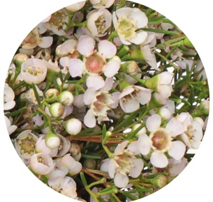 Ваксфлауэр Юпитер мун (Jupiter Moon)