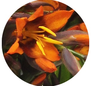 Крокосмия Эмили МакКензи (Emily McKenzie)