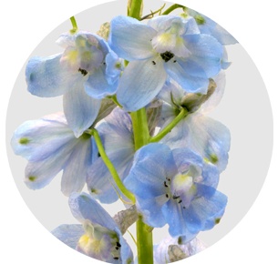 Дельфиниум Волкерфриден (Volkerfrieden) голубой