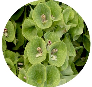 Молюцелла (Moluccella)