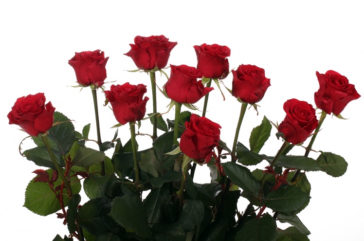 Роза Мирна (Myrna) Роза Мирна (Myrna)