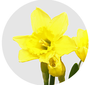 Нарцисс Дик Вилден (Dick Wilden)