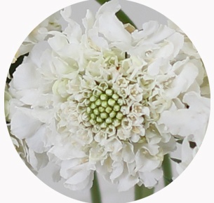 Скабиоза ванилла скуп (Scabiosa Vanilla Scoop)