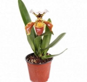 Орхидея Пафиопедилум (Paphiopedilum)