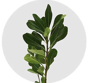 Питтоспорум Гроф зелёный (Grof Green)