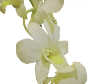 Дендробиум белый