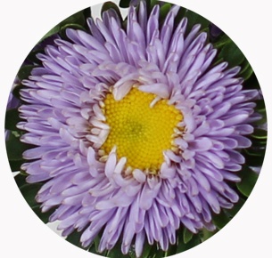  Астра китайская Каллистефус светло-лавандовая (Callistephus light lavender )