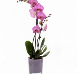 Орхидея Фаленопсис (Phalaenopsis) микс 9