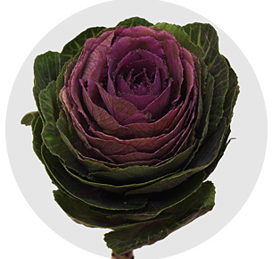 Брассика Крейн красная (Crane red)