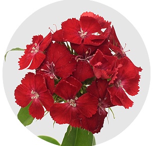 Диантус барбатус Барбарелла красная (Barbarella Red)