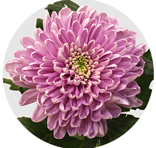 Хризантема одноголовая Розанна дарк (Rosanna Dark)