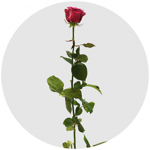 Роза Принц Персии (Prince of Persia) Роза Принц Персии (Prince of Persia)