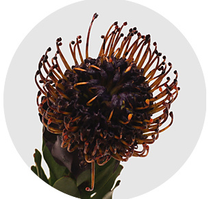 Протея Нутан крашеная баклажан (Painted Aubergine)