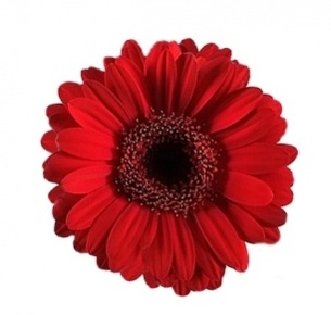 Гербера мини Ред Хот (Red Hot)