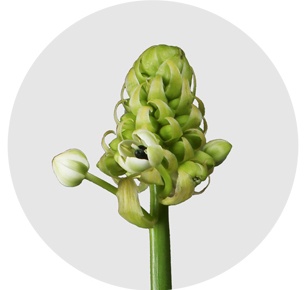 Орнитогалум Арабикум (Аrabicum)