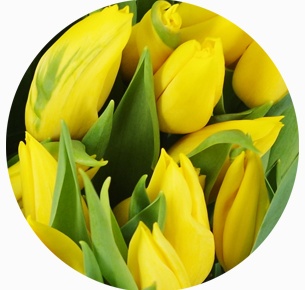 Тюльпан Стронг голд (Strong Gold)