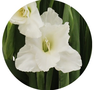 Гладиолус белый