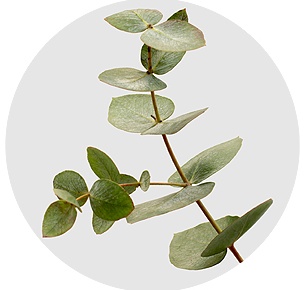 Эвкалипт Цинерея (Cinerea)