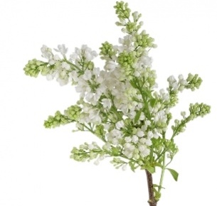 Сирень белая