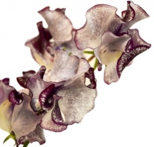 Латирус бело-фиолетовый