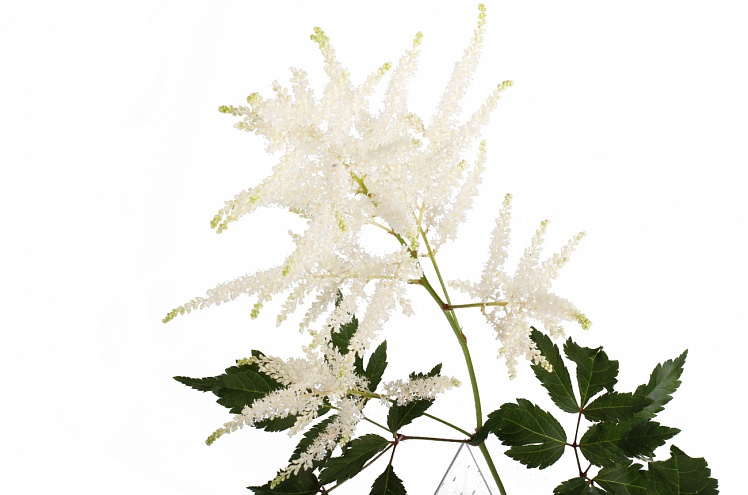 Астильба белая