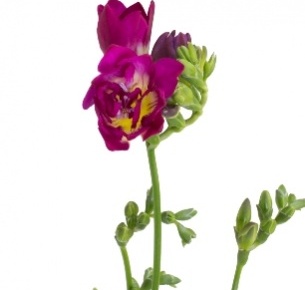 Фрезия лиловая