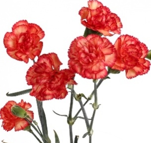 Гвоздика кустовая оранжевая