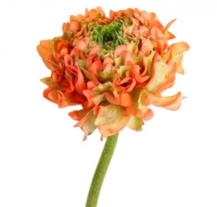 Ранункулус Пон-Пон mix