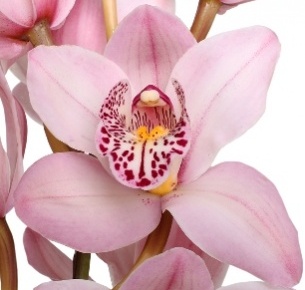 Цимбидиум мини светло-розовый