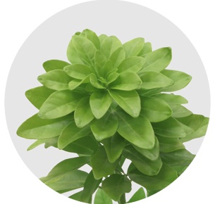 Шуазия  (Choisya)