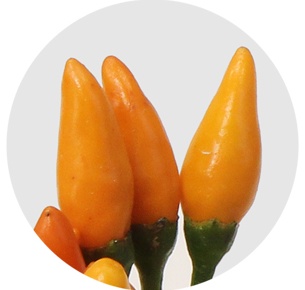 Капсикум Оранж Файер (Capsicum Orange Fire)