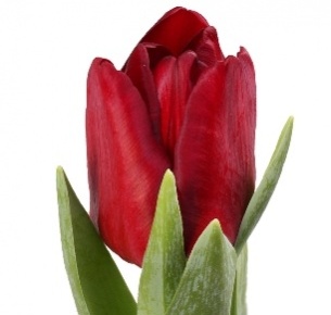 Тюльпан красный mix (red mix)