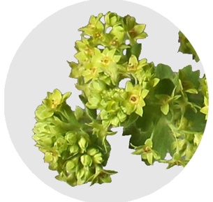 Альчемилла (Alchemilla)