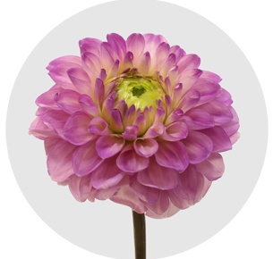 Георгина помпонная розовая