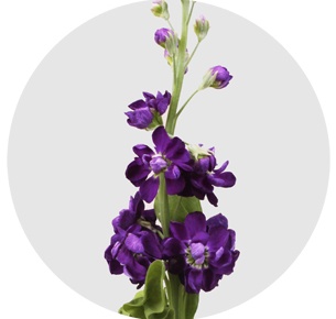 Левкой сиреневый