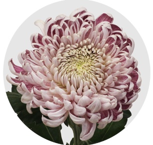 Хризантема одноголовая Гилберт Лей Силвер (Gilbert Leigh Silver)