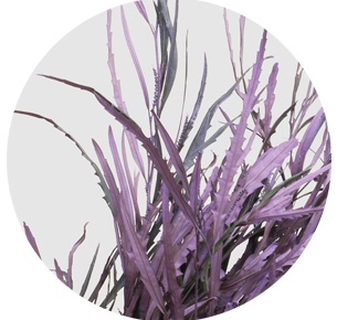 Гревиллея крашеная сиреневая (Grevillea paint milka)